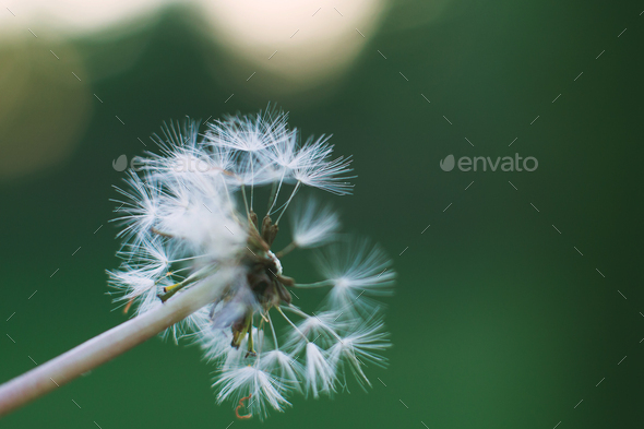 Dandelion parachutes close-up on green background - Stock Photo - Images