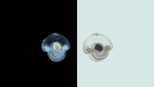 Larva of the Worm Heteronemertea at Pilidium Stage Under a Microscope alt