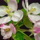 Apple Flower Blossom Timelapse on Black - VideoHive Item for Sale