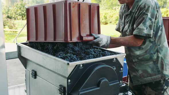 Pouring Ripe Grapes Into Grinder alt