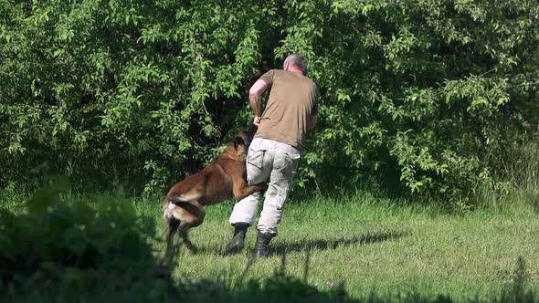 Man and Dog Are Playing with a Training Stick. alt