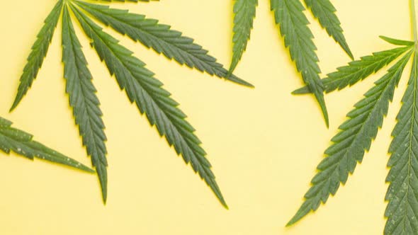 Young Juicy Green Leaves of Marijuana Lie on a Pastel Yellow Background alt
