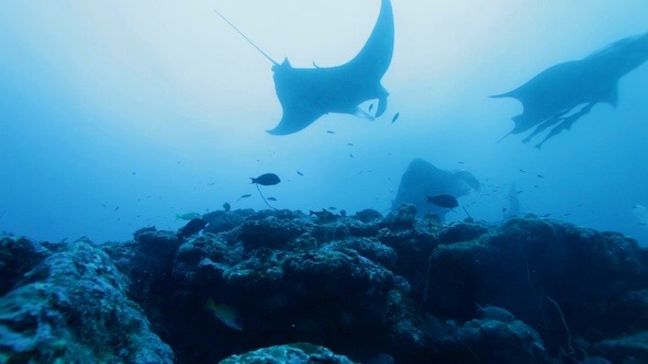 Manta Rays Swimming in Ocean Blue, Maldives