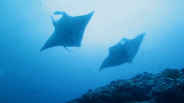 Manta Rays Swimming in Ocean Blue, Maldives alt