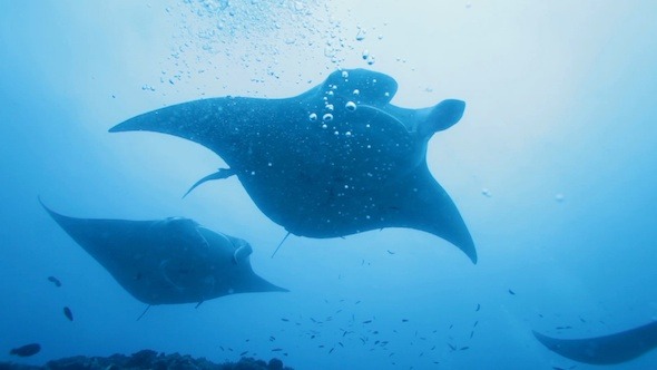 Manta Rays Swimming in Ocean Blue, Maldives