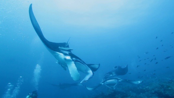 Manta Rays Makes Dead Loop, Maldives alt