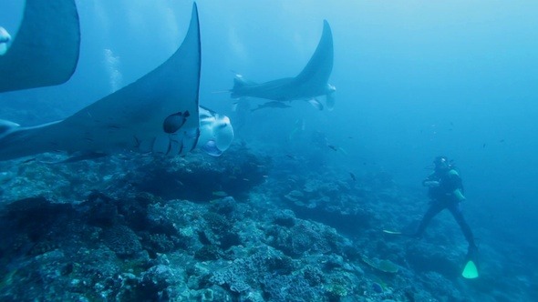 Diver Against School of Manta Rays, Maldives