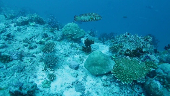 Colorful Grouper and Tropical Coral Reef, Maldives