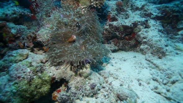 Clown Fish in Sea Anemone on Tropical Reef alt