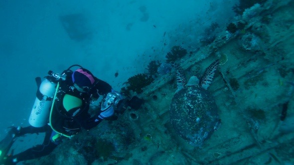 Sea Turtle on Shipwreck an Diver, Maldives