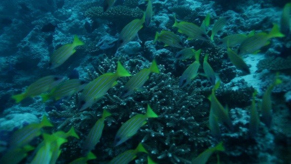 School of Tropical Fishes New Coral, Maldives