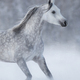 Purebred grey arabian horse running during blizzard. - PhotoDune Item for Sale