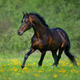 Bay horse free running in meadow in yellow flowers. - PhotoDune Item for Sale