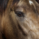 Golden dun young Andalusian horse. Close up. - PhotoDune Item for Sale