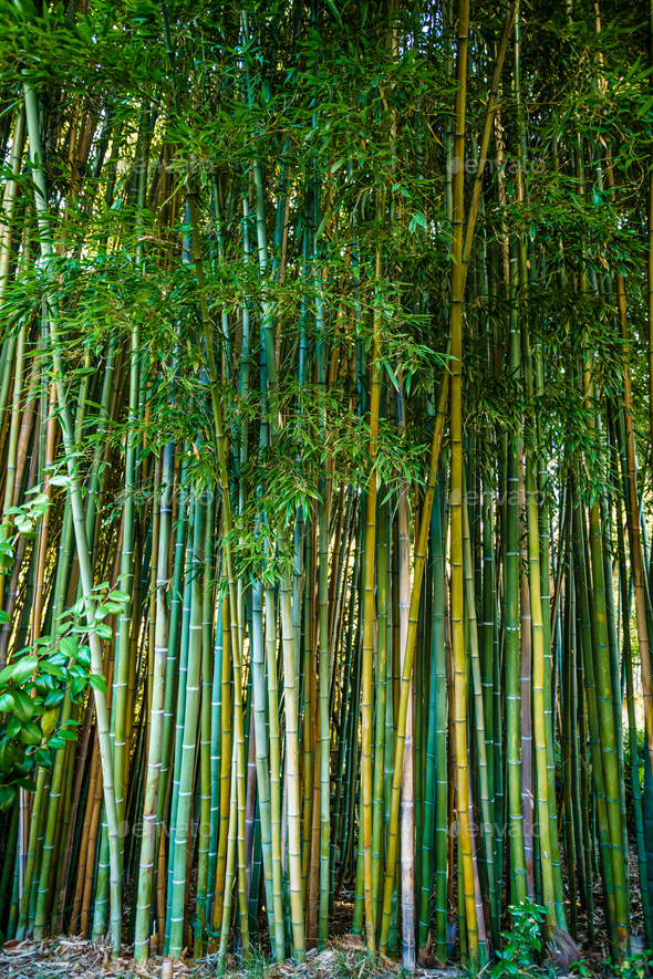 Bamboo Forest Background Wallpaper Art Graphic by subujayd · Creative  Fabrica