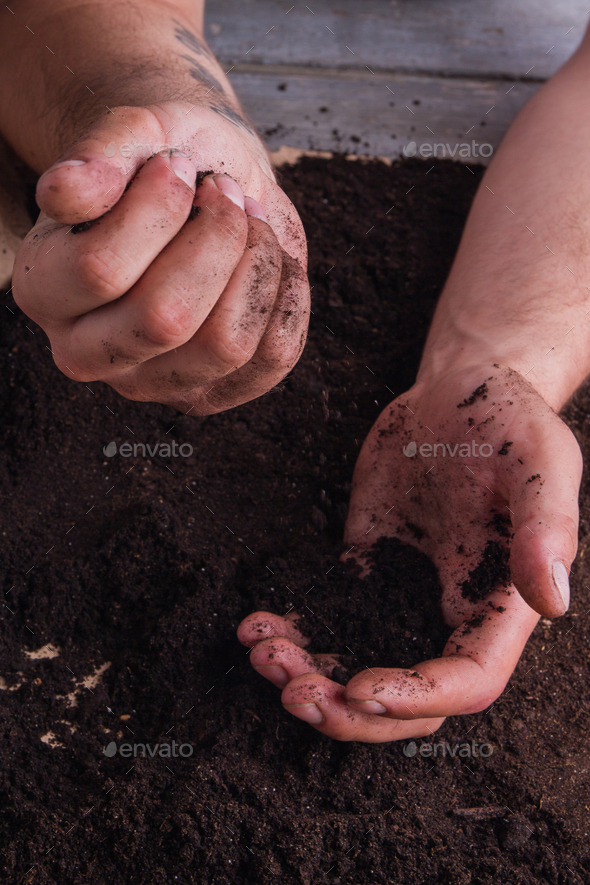 Dirty male hands works with fertile soil.