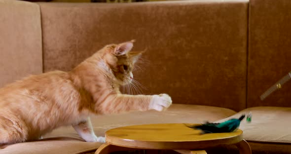 Funny Curious Young Red Ginger Maine Coon Kitten Cat Playing With Toy At Home Sofa alt