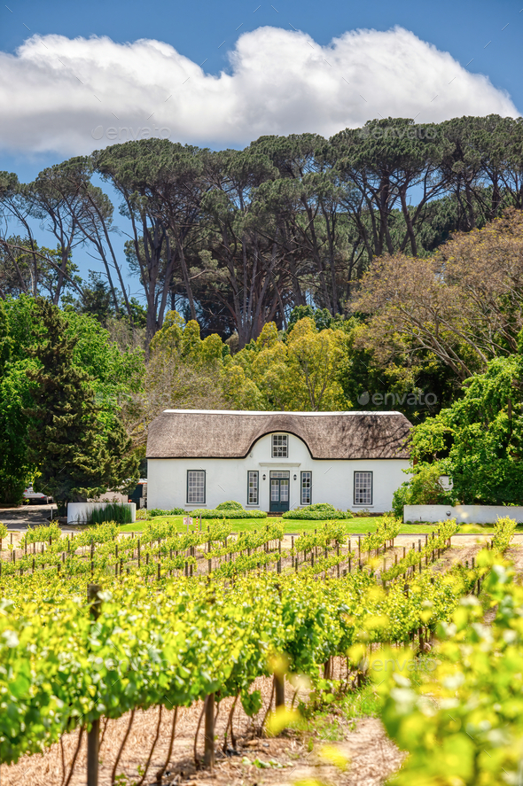 Oude Libertas Vineyard and Cape Dutch Homestead - Stock Photo - Images