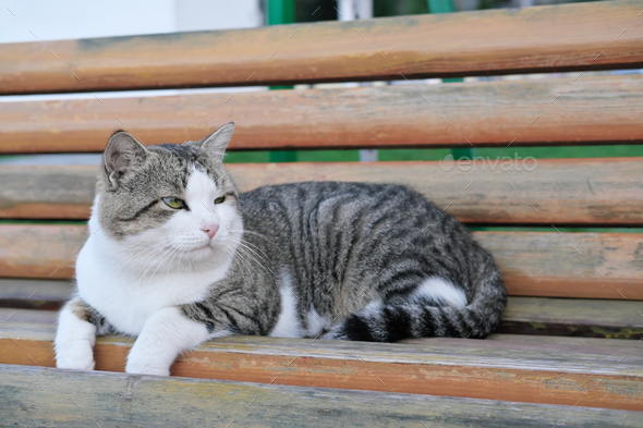 homeless old cat lying on a bench in public park.