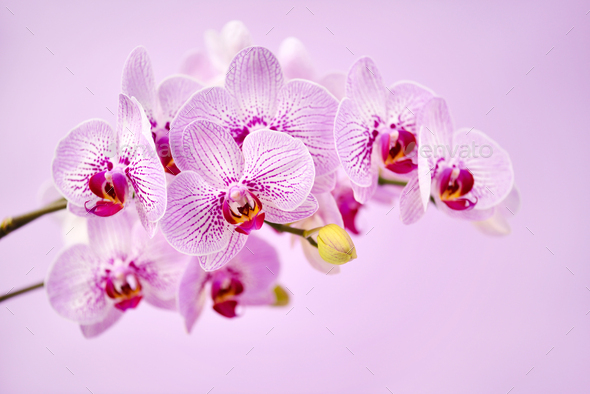 Beautiful orchid flowers on a pink background. Floral background - Stock Photo - Images