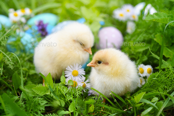 Little chickens with colorful painted Easter eggs on green grass - Stock Photo - Images