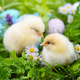 Little chickens with colorful painted Easter eggs on green grass - PhotoDune Item for Sale