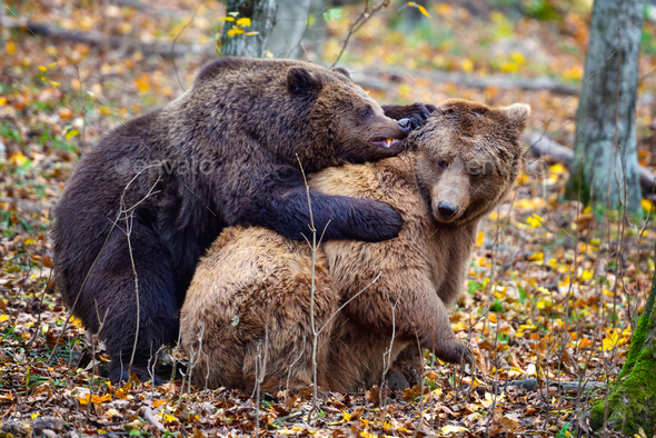 Two brown bears fight together in the autumn colored forest - Stock Photo - Images