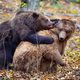Two brown bears fight together in the autumn colored forest - PhotoDune Item for Sale