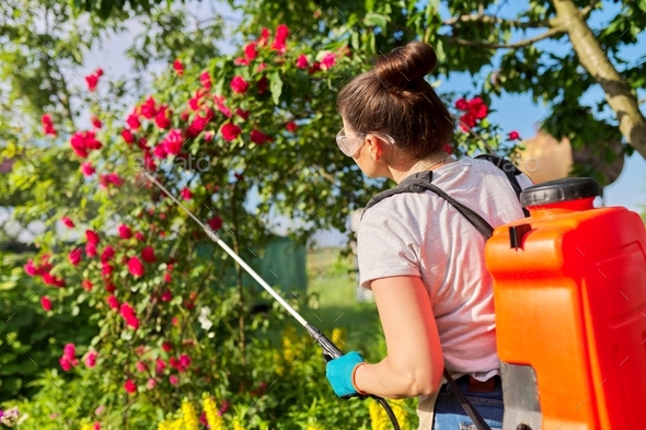 Woman with backpack garden spray gun under pressure handling bushes with blooming roses