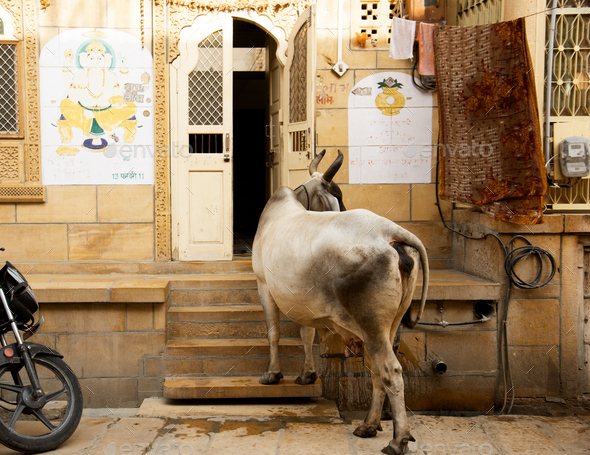 Streets of Jaisalmer, Rajasthan, India. - Stock Photo - Images
