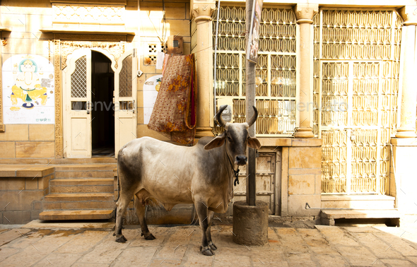 Streets of Jaisalmer, Rajasthan, India. - Stock Photo - Images