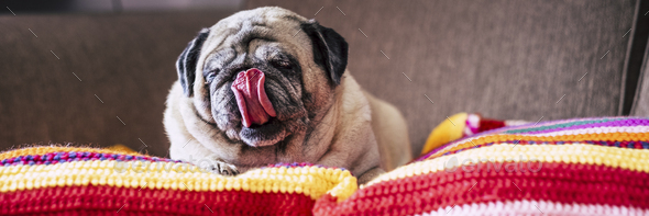 Portrait of funny pug dog laying lazy on a colorful blanket licking her nose and having relax