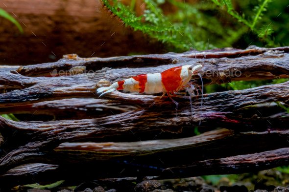 Small red bee shrimp look to right side and stay on timber decorative in fresh water aquarium tank.