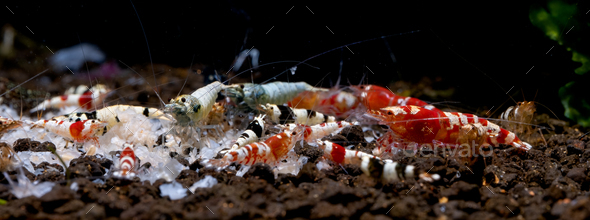 Group of dwarf shrimp enjoy eat food on aquatic soil with different types shrimp