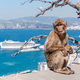 Barbary macaque monkey in Gibraltar - PhotoDune Item for Sale