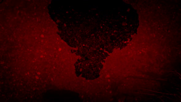 Man Reflects In Blood Red River alt