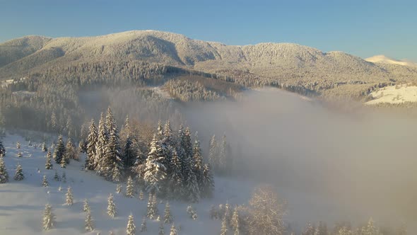 Amazing Winter Landscape with Pine Trees of Snow Covered Forest in Cold Foggy Mountains at Sunrise alt