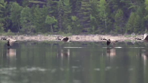 Slow motion tracking shot of Canadian geese alt