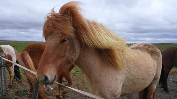 Closeup View of Icelandic Horses Standing on Grassy Field alt
