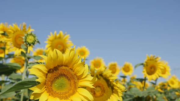 Yellow sunflower Helianthus annuus plant  shallow DOF slow-mo footage