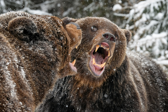 angry brown bear