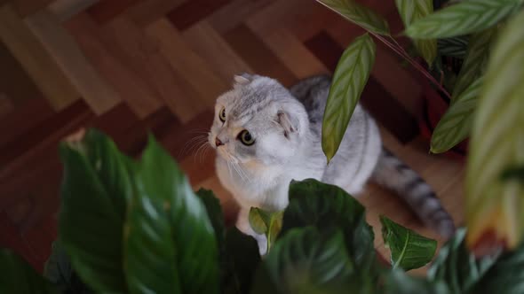 Scottish Fold Cat Female Palm Plays with Him Through House Plant alt