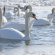 swans - PhotoDune Item for Sale