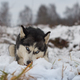 husky lies on the snow - PhotoDune Item for Sale