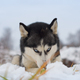 husky lies on the snow - PhotoDune Item for Sale