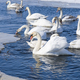 swans - PhotoDune Item for Sale