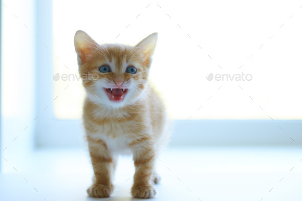 Little red kitten.Cat. Bright sunny photo. Striped color. Peach Cat