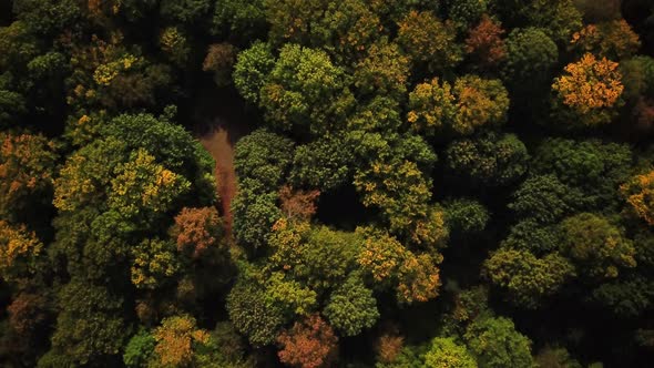 4K HD Aerial view camera zoom in to green forest of dense mixed tree tops of pine trees and birches alt