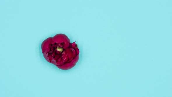 Timelapse From Above of Single Red Peony