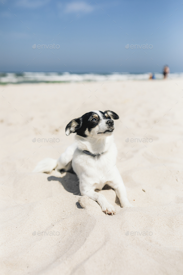 Little Jack Russell terrier dog enjoying the sun at the beach - Stock Photo - Images